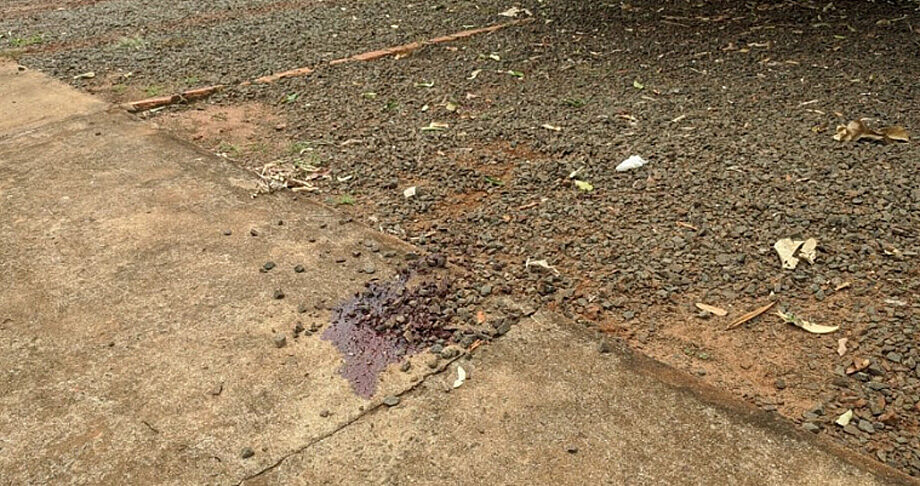 Ao perceber que estava morto, pegou e jogou o animal em um terreno baldio