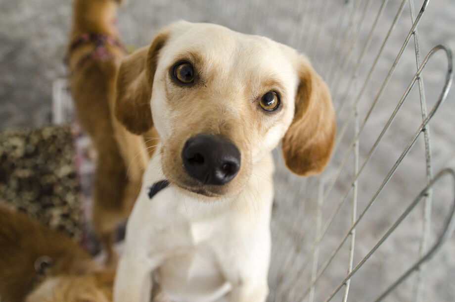 No sábado (15) acontece mais uma edição da Feira de Adoção de Pets