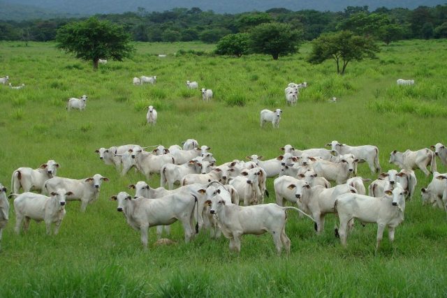A pecuária tem tido uma importante contribuição no valor de produção