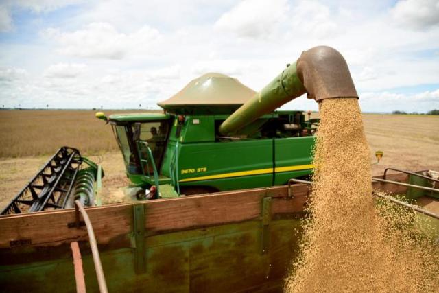 A produtividade deve ser de 52,1 sacas por hectare