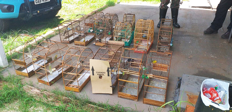 Os pássaros serão encaminhados ao Centro de Reabilitação de Animais Silvestres (CRAS), em Campo Grande