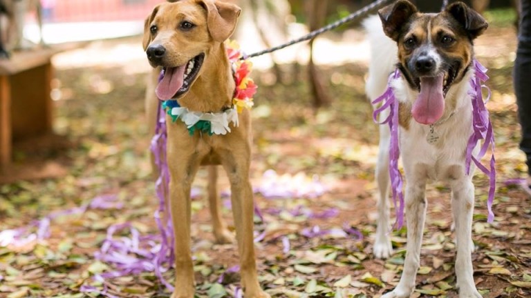 O evento é para todos os cachorros que sejam sociáveis com pessoas e outros pets, e que estejam com vacinas e vermifugação em dia