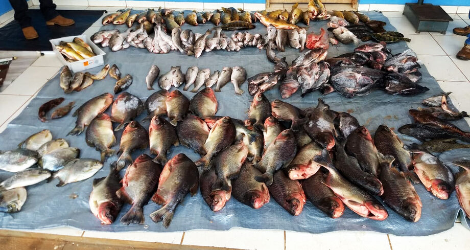 Pescado capturado em Três Lagoas