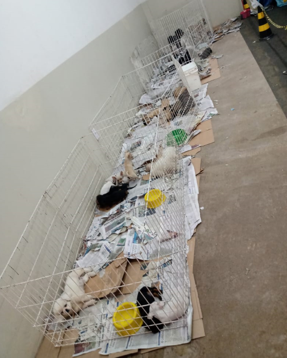 A situação dos animais, já deixava clara que a situação era no mínimo irregular