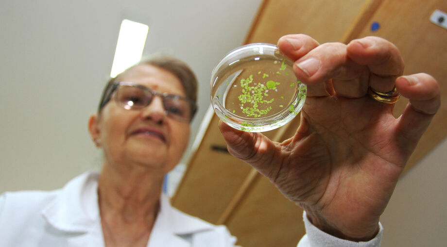 Fruto símbolo do Mato Grosso do Sul, a guavira é uma rica fonte de pesquisa