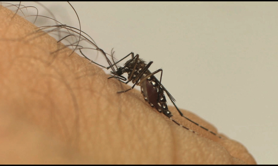 Até o dia 8 de abril de 2020 já foram confirmados 17.364 casos de dengue em Mato Grosso do Sul.