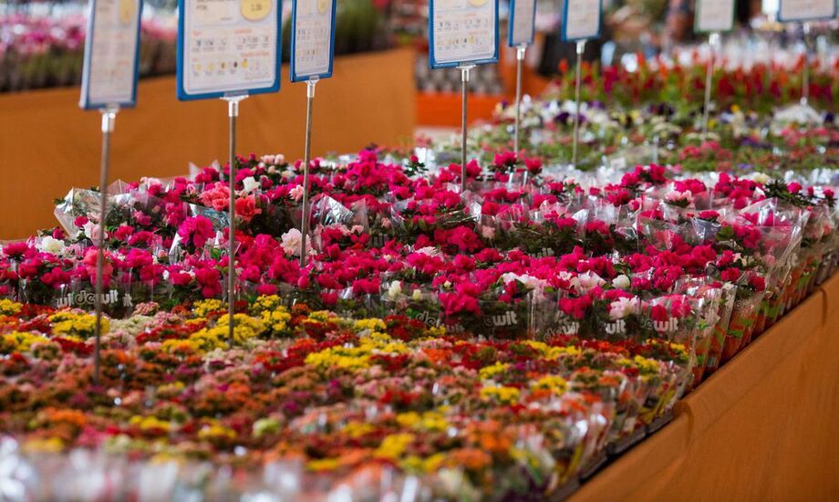 No tocante a flores, a maior diferença – 226,09% – diz respeito a buquê de flores do campo