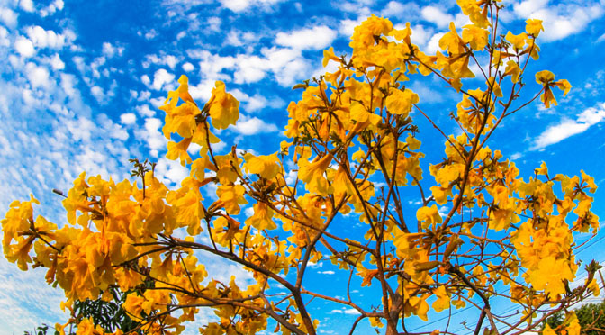 Neste dia, a temperatura mínima poderá ser de 15°C e a máxima poderá chegar aos 35°C, com tendência a ligeira elevação.