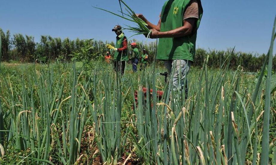 MS em 1,9 milhão de hectares de milho plantado