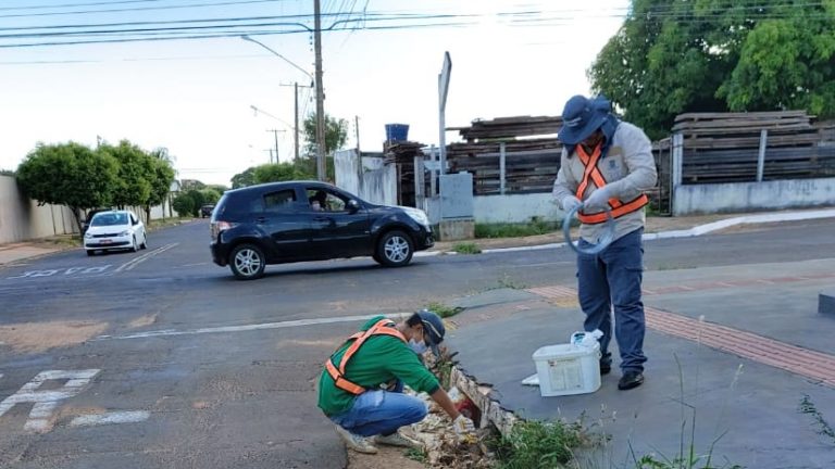 Desde o mês passado, o Centro de Controle de Zoonoses (CCZ) da Secretaria Municipal de Saúde (Sesau) de Campo Grande está atuando no controle de roedores em vias urbanas, bueiros e córregos da Capital