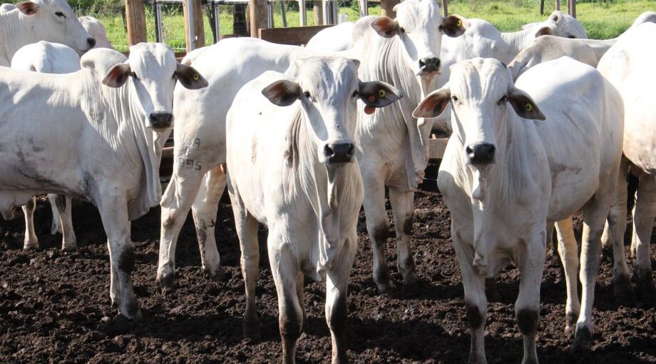 O cadastro pode ser feito on-line no portal e-CAP (Cadastro Eletrônico da Agropecuária), no site www.icmstransparente.com.br.