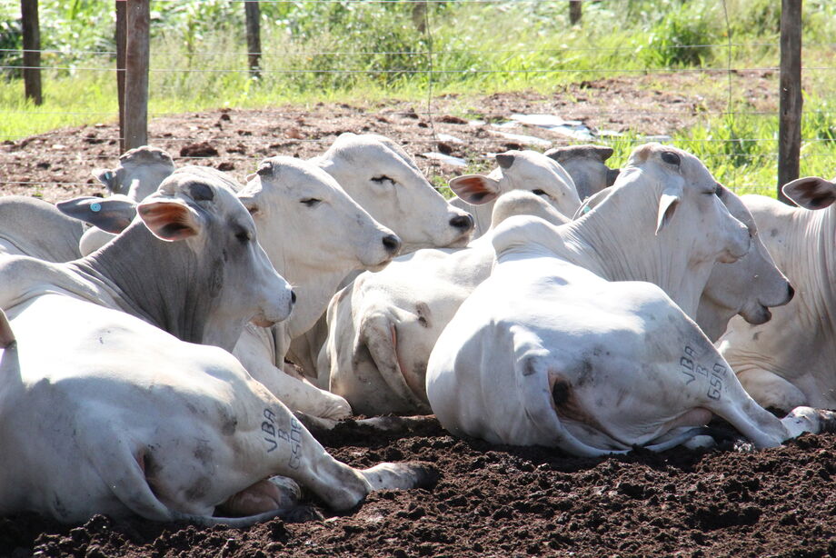 O Proacap é obrigatório para os produtores rurais de Mato Grosso do Sul e integra as ações do PNEFA (Programa Nacional de Erradicação e Prevenção da Febre Aftosa) que trabalha a retirada da vacinação contra febre aftosa em todo País.