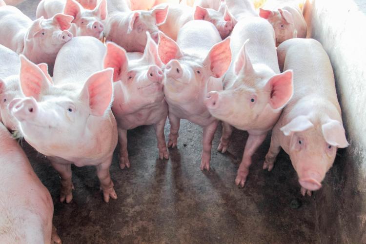 Preço do suíno mantém viés de baixa em MS