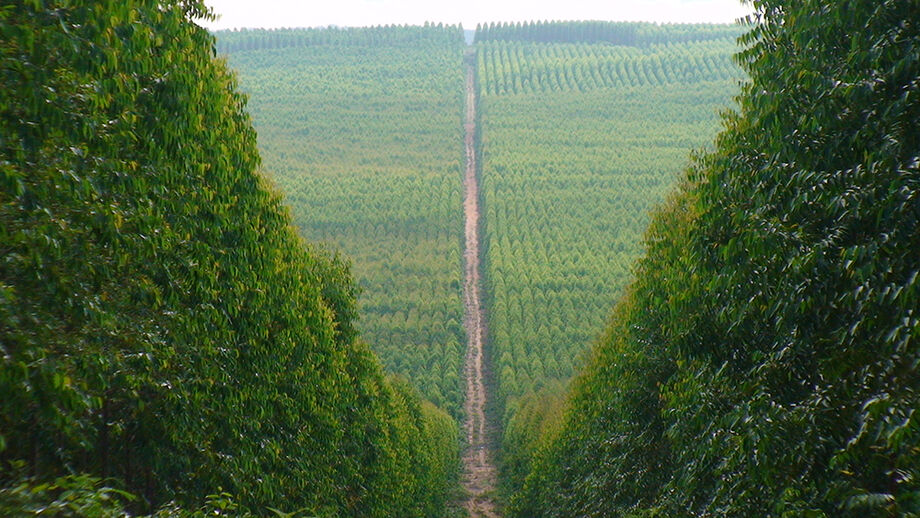 O setor de base florestal está inserido dentro de um segmento essencial; a madeira é matéria-prima indispensável de inúmeros itens que são de primeira necessidade da população