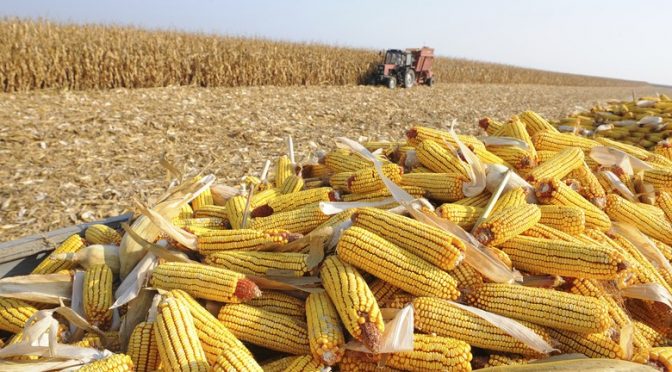 Sobre a redução da área plantada do milho, o secretário lembrou que isso se deu também em consequência do atraso da safra da soja.