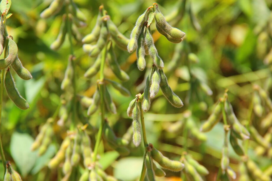 O Zoneamento Agrícola de Risco Climático (Zarc) para a cultura da soja em todo o País, foi publicado pelo Ministério da Agricultura, e traz como principal novidade a indicação de novas cultivares por grupo de maturação e Unidade da Federação (UF)