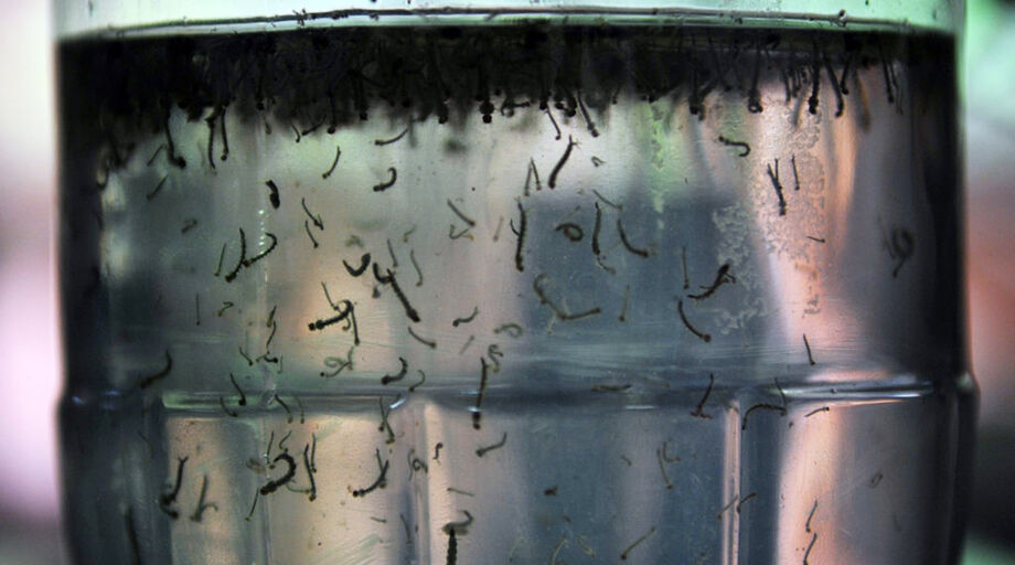 O Método Wolbachia será implementado em toda a área urbana de Campo Grande em cerca de três anos