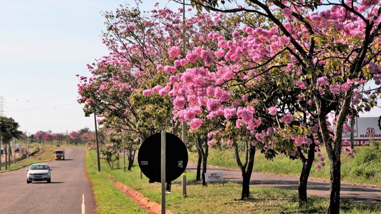 A Prefeitura de Campo Grande assinou nesta quarta-feira (10) um contrato com a Caixa Econômica Federal para a liberação de quase R$ 20 milhões, recurso de emendas parlamentares dos senadores Nelsinho Trad e Simone Tebet