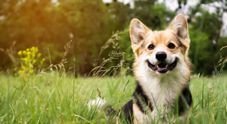 Esse cachorro sorridente está aqui para alegrar um pouco o seu dia