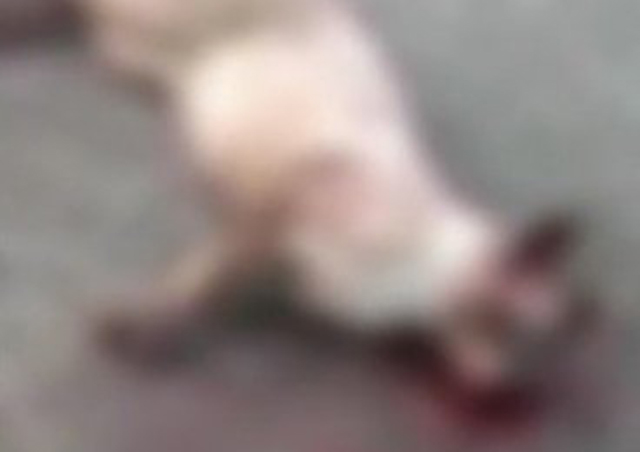 O gato foi deixado em frente de casa