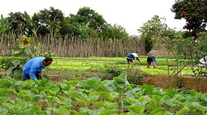 Baseado no conceito de que tudo é agro, o Plano Safra 2020/2021 destinará para Agricultura Familiar R$ 33 bilhões em recursos para financiamento