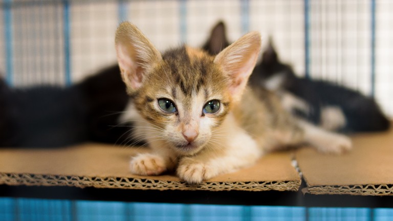 O agendamento para castração de felinos no Centro de Controle de Zoonoses (CCZ) continua suspenso