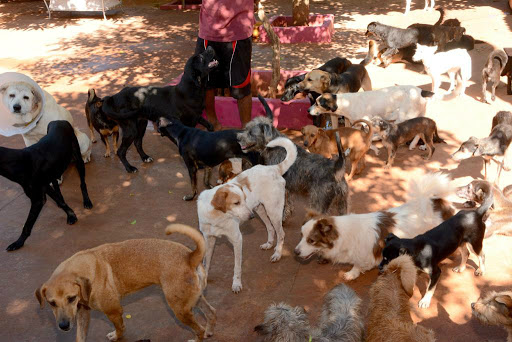 Cães na associação cão feliz, em Campo Grande
