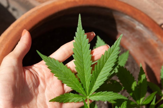 Pesquisas indicam uma melhora no quadro de TEA com o uso medicinal do canabidiol