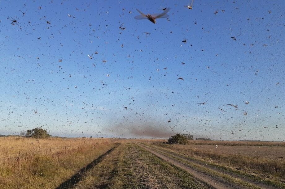 A chegada de uma frente fria no Sul mudou a direção dos ventos, podendo fazer com que os insetos permaneçam em território argentino