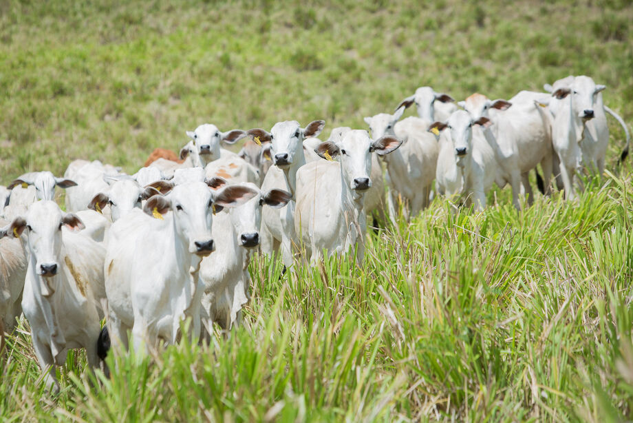 Em meio à pandemia do novo coronavírus, o saldo de crédito para as empresas do setor de agropecuária caiu 0,6% em maio