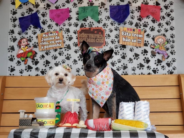 Quem disse que não dá para fazer uma festa junina com seu cãozinho?