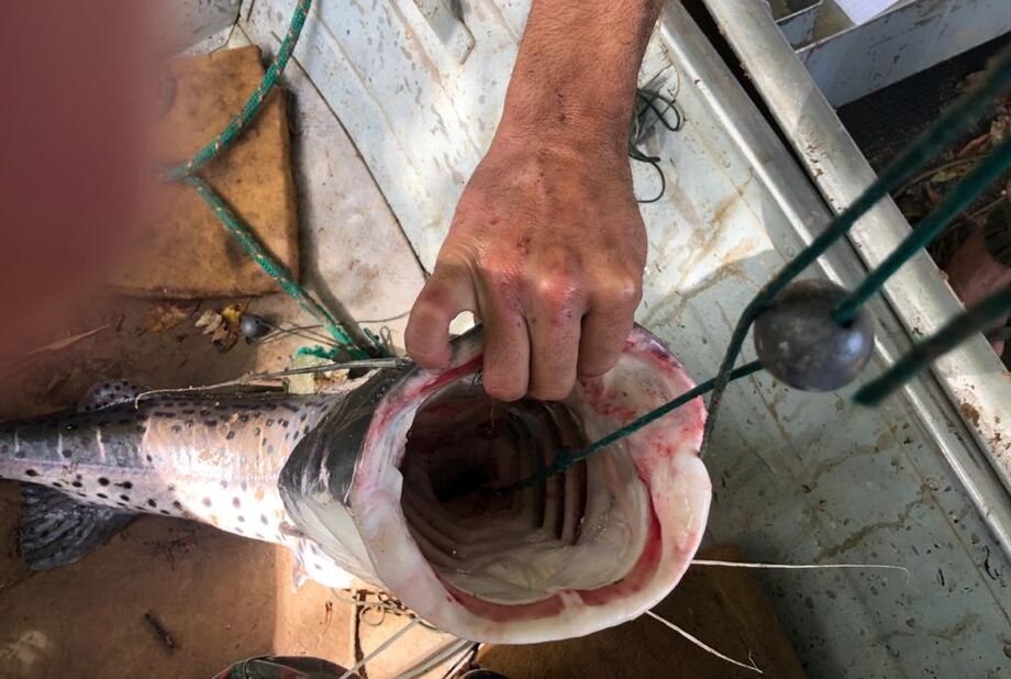 O pescado será doado para instituições filantrópicas. Durante a fiscalização, a equipe ainda cortou 53 anzóis de galho que estavam armados no rio.