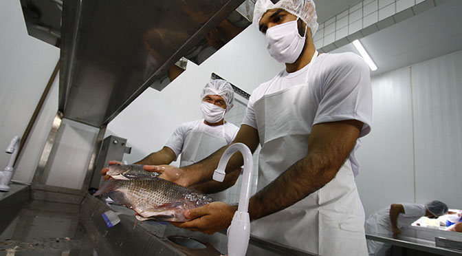 O novo frigorífico de peixes, inaugurado na última sexta-feira (26), no município de Dois Irmãos do Buriti, terá capacidade instalada para abater 18 toneladas/dia de peixes, com 20 empregos diretos