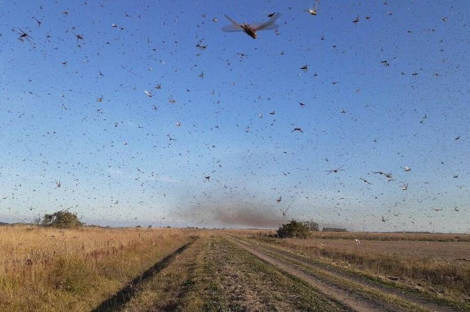 Autoridades argentinas informaram que população de gafanhotos diminuiu