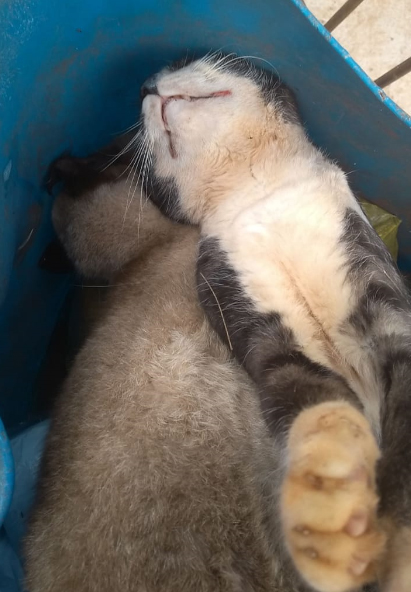 Gatos foram deixados em lixeira