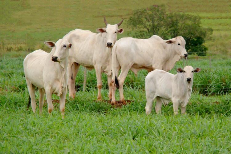 Gestão dos bovinos terá mais agilidade com sistema