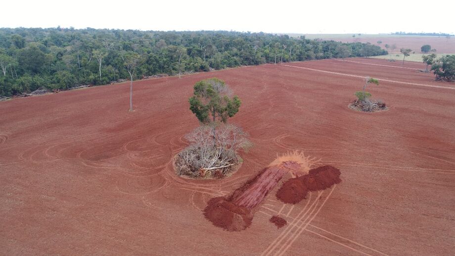 O infrator de 35 anos derrubou diversas árvores dentro de uma área de 10,6 hectares