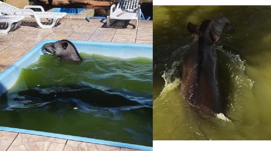 Anta com mais de 270 kg é resgatada em piscina de chácara de Campo Grande (MS).