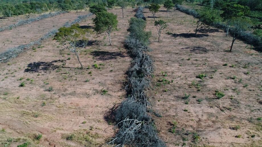 Homem deverá apresentar um Prada ao órgão ambiental em MS