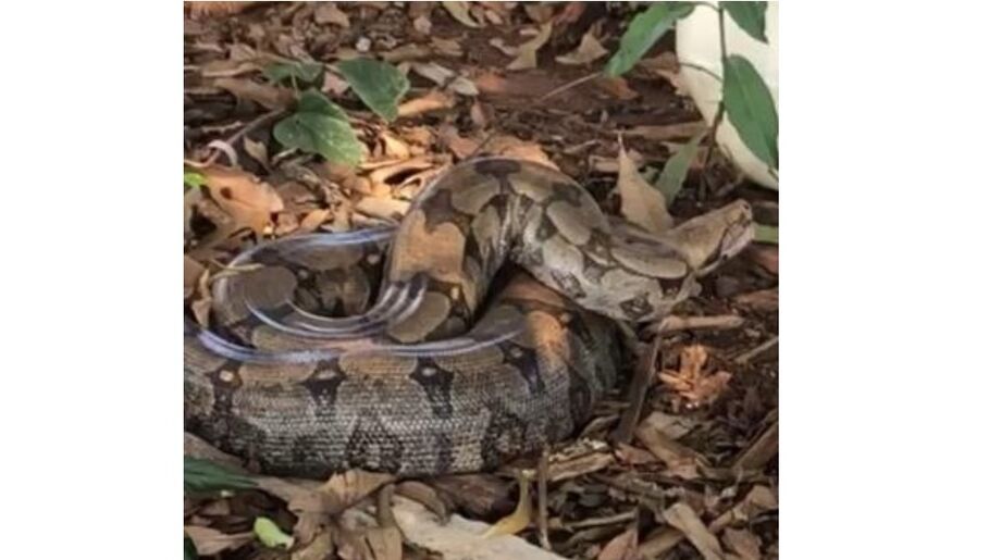 Jiboia de aproximadamente 3 metros foi capturada na tarde de terça-feira (7) por equipe da PMA (Polícia Militar Ambiental) de Campo Grande em obra do Aquário do Pantanal.
