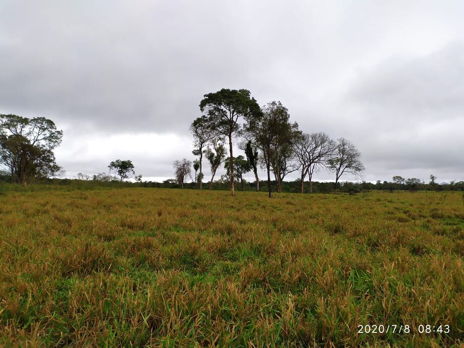 Proprietário desmatou ilegalmente 40 hectares de vegetação do cerrado em Mato Grosso do Sul