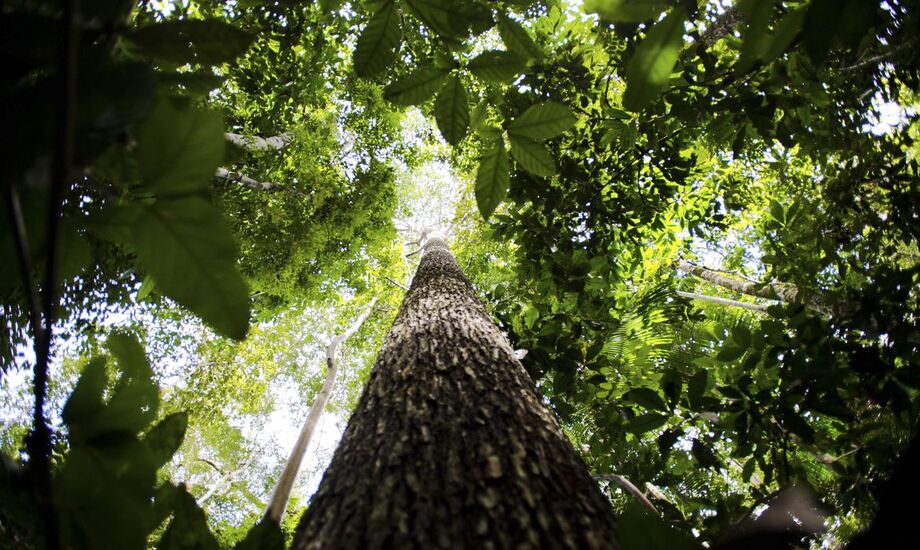 Com o acordo, o país passa a ter direito a voto na construção das normas internacionais sobre a repartição de benefícios pelo uso da biodiversidade, que são discutidas na Convenção da Diversidade Biológica.