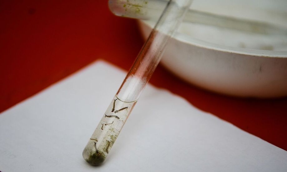 Houve um registro de 764 novos casos de notificações de dengue, com uma média de 109,1 casos diários