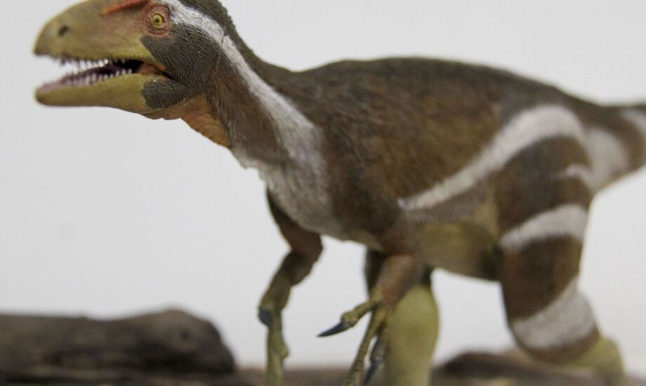 Pesquisadores da Universidade Federal de Pernambuco, do Museu Nacional e da Universidade Regional do Cariri apresentaram nesta sexta-feira (10) um fóssil de dinossauro de uma espécie inédita encontrado em 2008