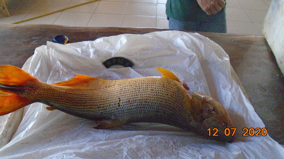 Um homem, 57, foi preso e multado pela Polícia Militar Ambiental  (PMA) por transportar em seu veiculo um peixe pintado, que está com pesca proibida