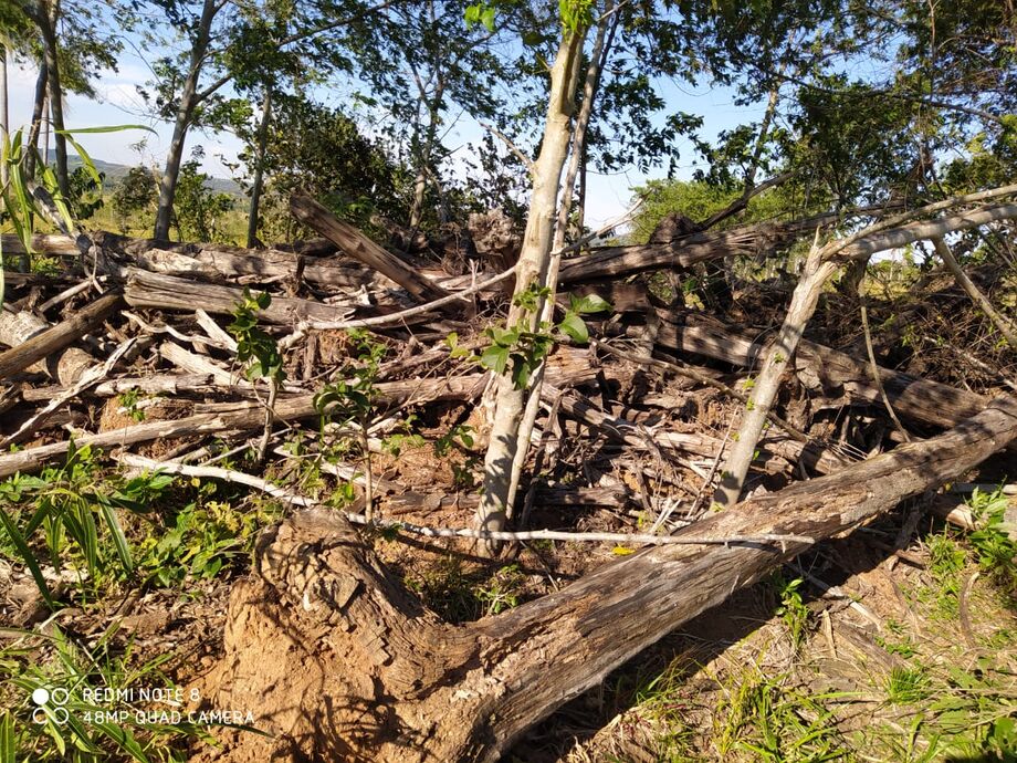 Um comerciante, 63, foi multado em R$ 37,5 mil pela Polícia Militar Ambiental por desmatamento ilegal em um fazenda em Bela Vista, 326 km de Campo Grande