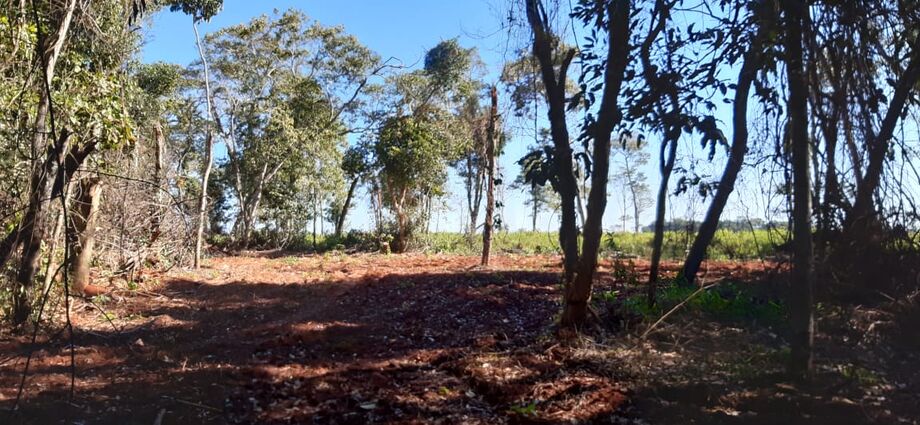 Árvores frondosas foram arrancadas pela raiz