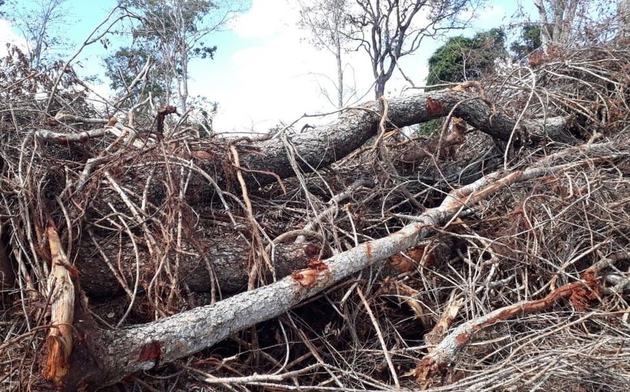 Madeira das espécies aroeira apreendidas pela PMA