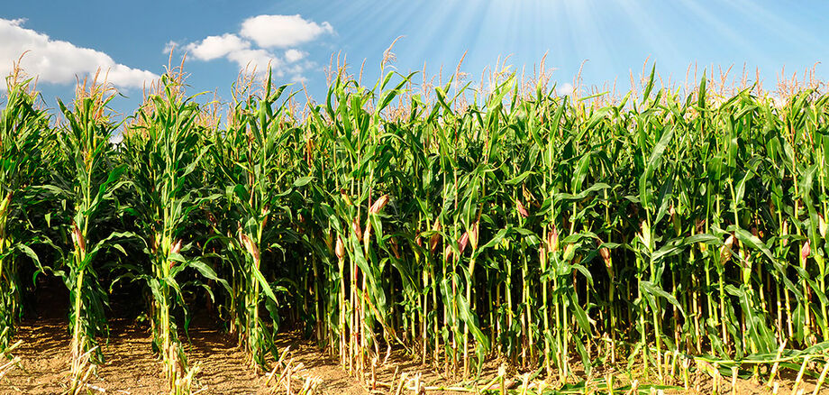 Estado plantou mais de 1,8 milhão de hectares