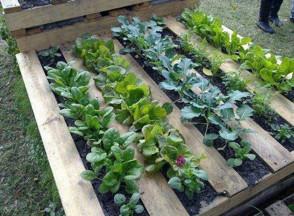 O cultivo de hortaliças envolve alunos, educadores e uma rede de voluntários da comunidade do Bairro Jardim Anache